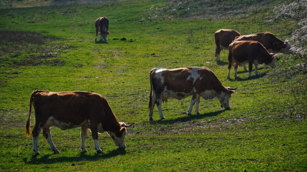 Načelnica Odeljenja za veterinarsku inspekciju: Nema velikog rizika od širenja antraksa u Srbiji