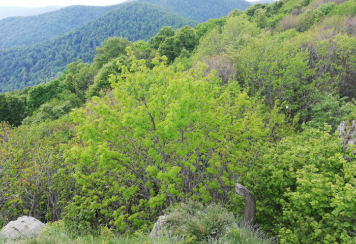 Nemački turisti zaglavljeni u steni na Durmitoru