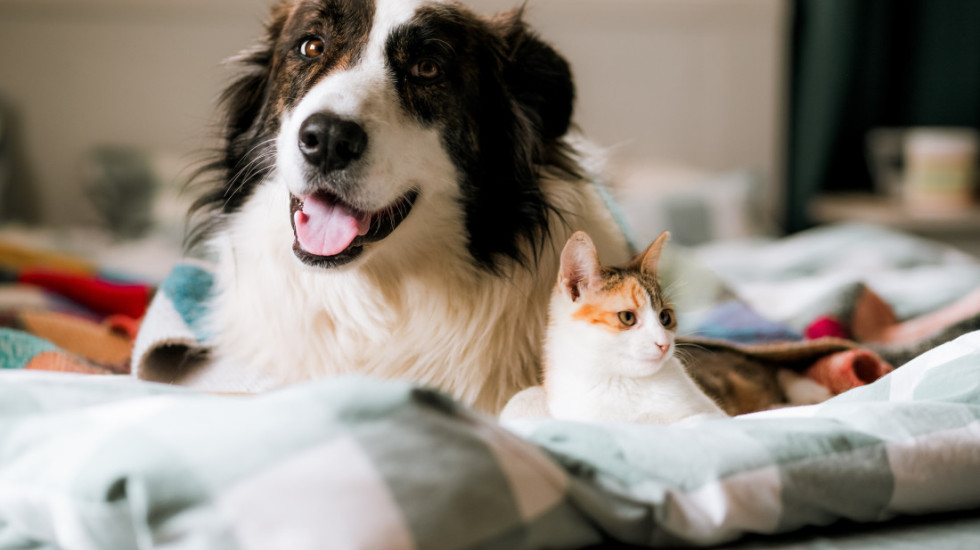 Šest znakova da vaš ljubimac mora kod veterinara