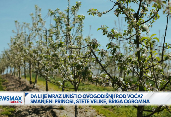 (VIDEO) "Smanjeni prinosi i višemilionska šteta": Mrazevi i pad temperature brinu voćare, kajsija najteže pogođena