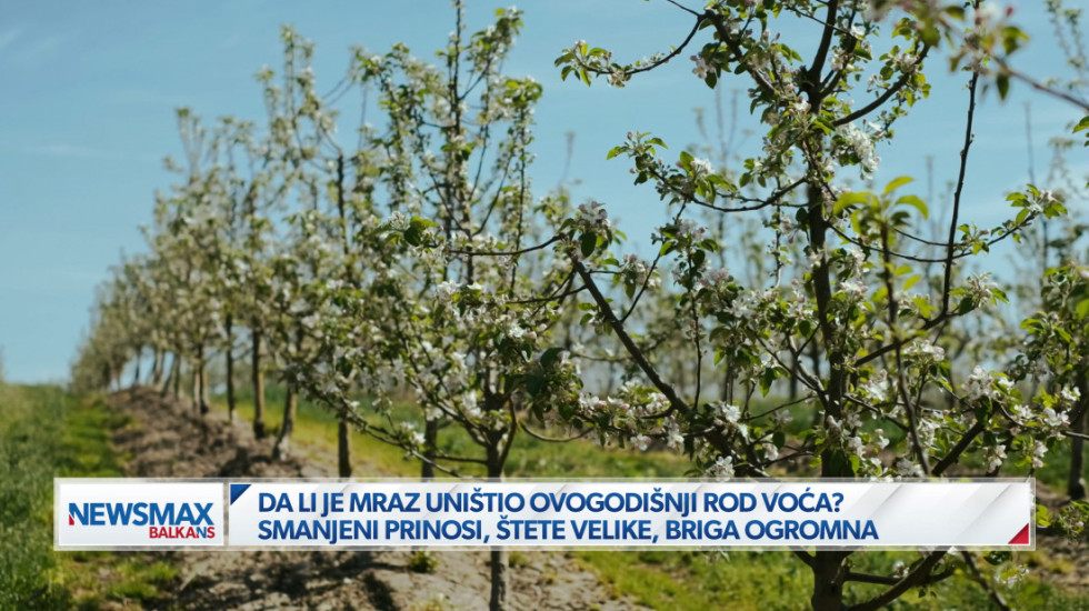 (VIDEO) "Smanjeni prinosi i višemilionska šteta": Mrazevi i pad temperature brinu voćare, kajsija najteže pogođena
