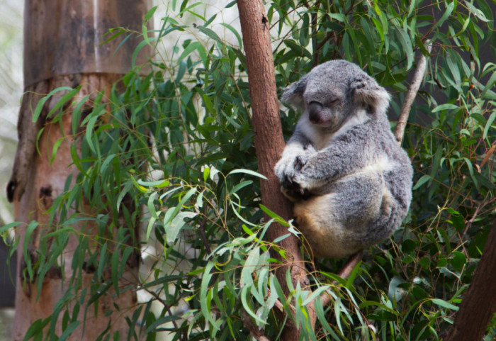 Stotine koala ubijene iz helikoptera u Australiji nakon šumskog požara