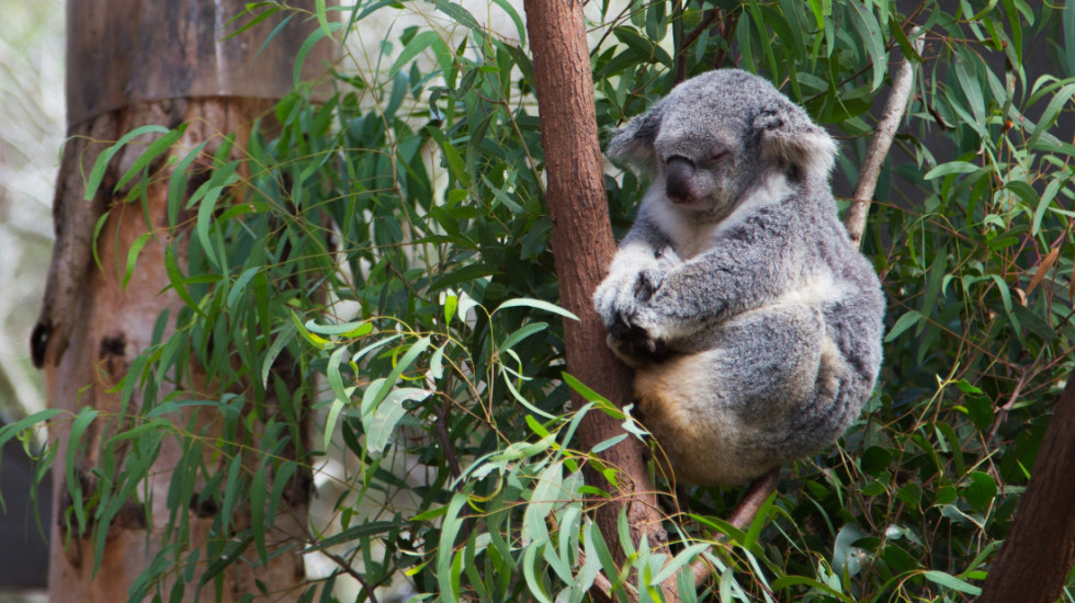 Stotine koala ubijene iz helikoptera u Australiji nakon šumskog požara