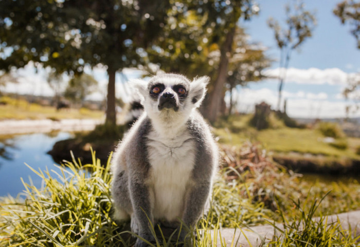 Najstariji lemur na svetu proslavio 39. rođendan: Stampijeva dugovečnost nagrađena ulaskom u Ginisovu knjigu rekorda