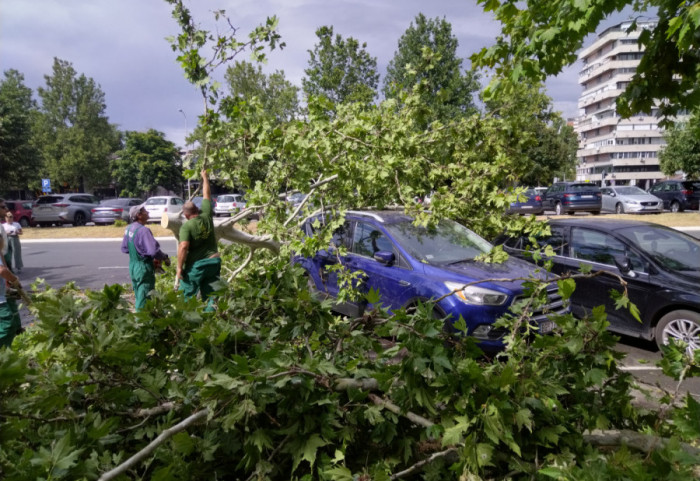 (FOTO/VIDEO) Ko plaća štetu ako drvo padne na automobil ili vetar ošteti krov - građani, osiguranje ili gradske službe?