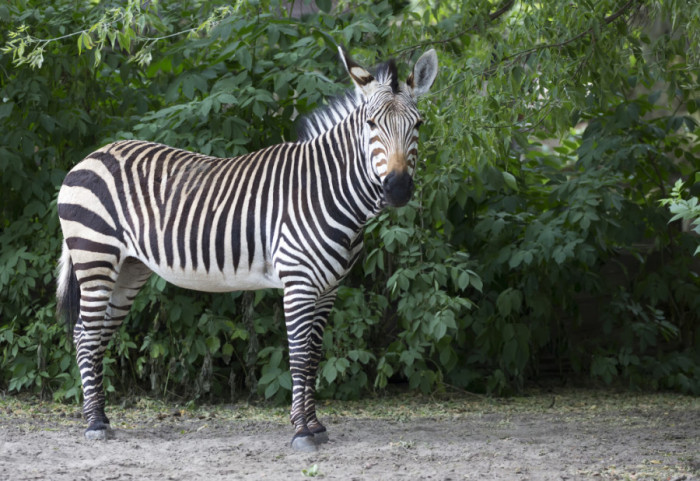 (VIDEO) U Zoološkom vrtu u Beogradu zebra napustila ograđen prostor i povredila dete i još dvoje