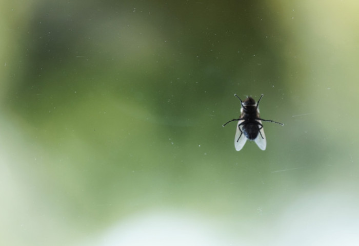 Sprejevi nisu jedino rešenje: Oterajte muve i druge insekte uz pomoć biljaka koje već imate kod kuće