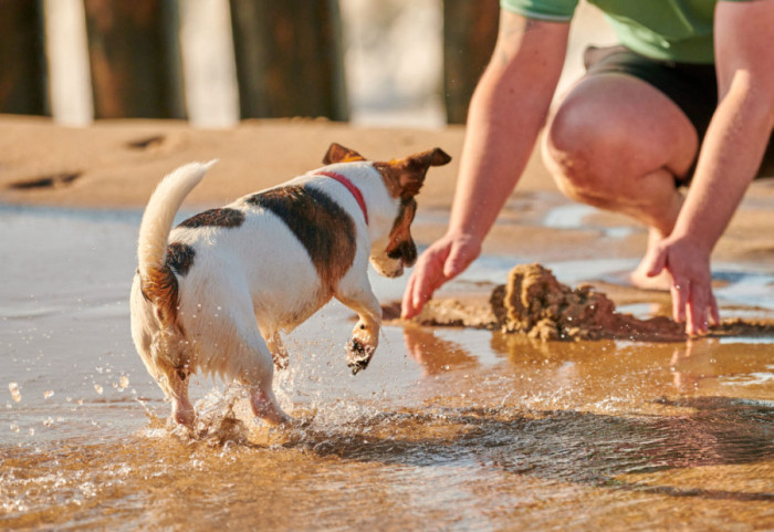 Najveće opasnosti za pse na plaži: Kada treba potražiti pomoć veterinara