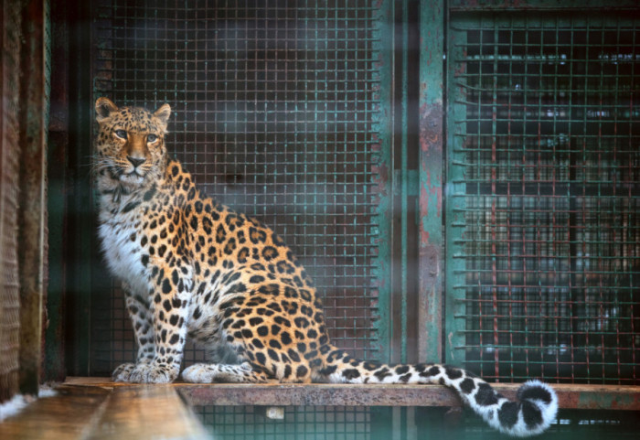 Radnik zoološkog vrta u Jerusalimu preminuo nakon napada leoparda