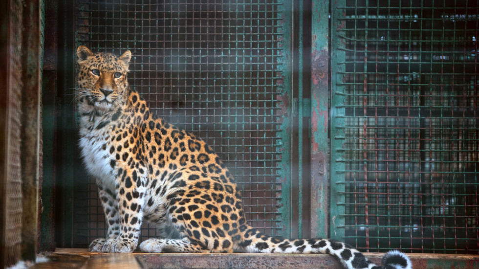 Radnik zoološkog vrta u Jerusalimu preminuo nakon što ga je napao leopard